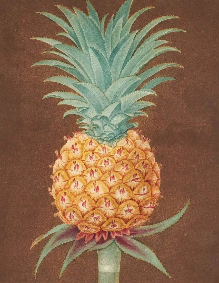George Brookshaw - Pineapple (1 of 2)
