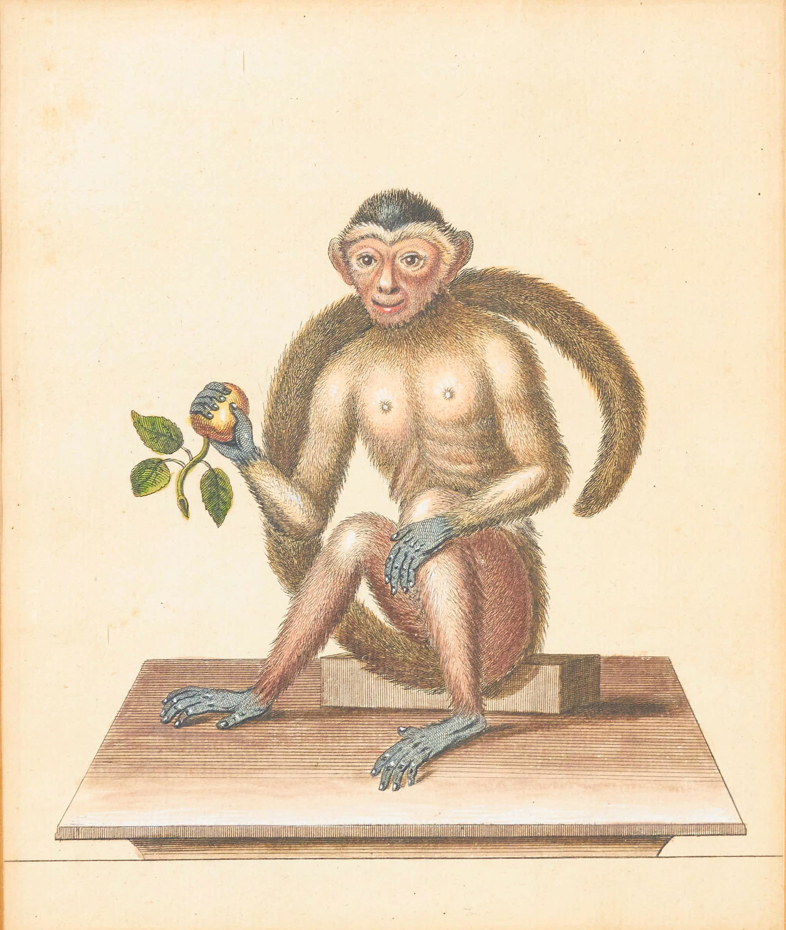 George Edwards - Four Monkey Prints (1 of 4)