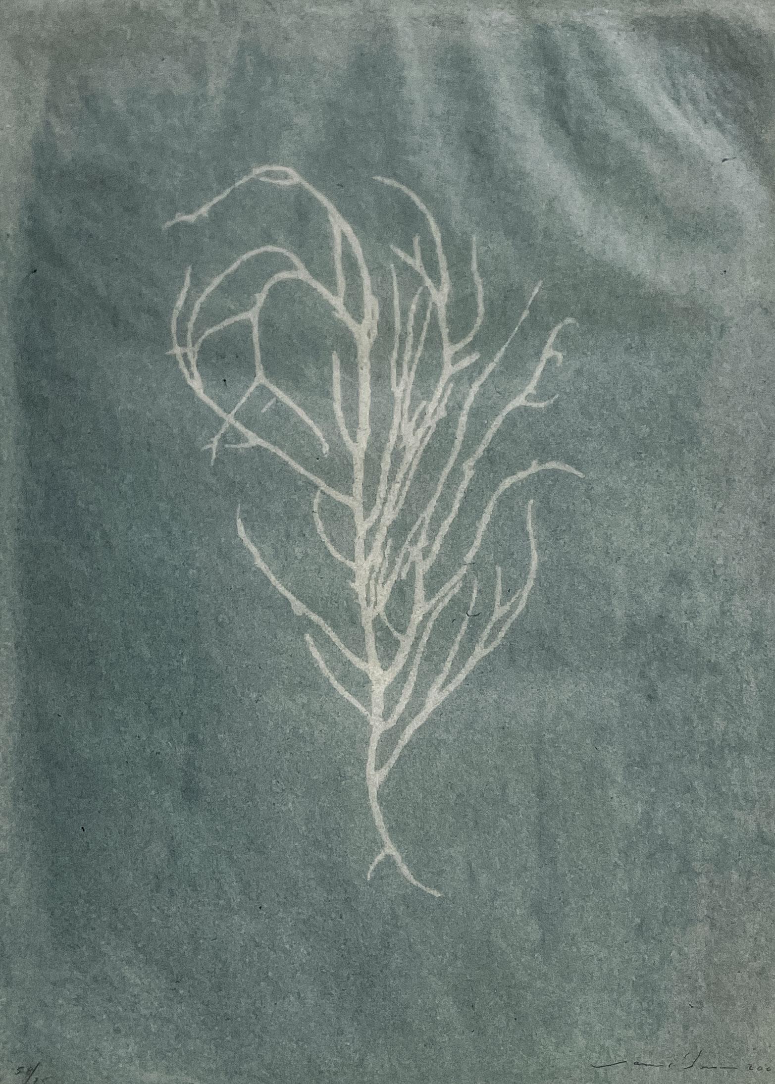 James Brown - Untitled, from series Forms of Stillness (1 of 4)