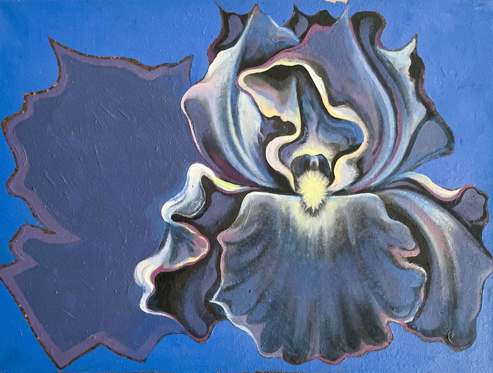 Lowell Nesbitt - An Iris and its Shadow (1 of 4)