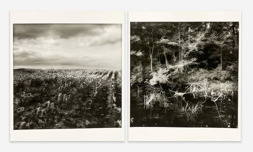 Sally Gall - 2 Photographs: Lot 169 Sally Gall American (b. 1956) 2 Photographs (1990) gelatin silver print this lot includes: Sunflowers, 1990, edition 9/10 Willard Swamp, 1990, edition 5/20 signed verso image (each): 19 x 19 i