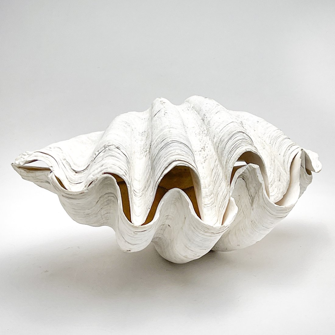 Giant Clam Shell (1 of 6)