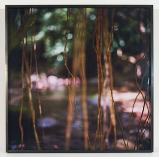 Mona Kuhn - Jungle Roots (from the Native series): Lot 147 Mona Kuhn German/Brazilian (b. 1969) Jungle Roots (from the Native series) (2009) chromogenic print signed verso, numbered 3/8 30 x 30 inches frame dimensions: 30 1/2 x 30 1/2 x 2 inches, alum