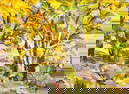Francis Donald - Untitled (Autumn Trees)