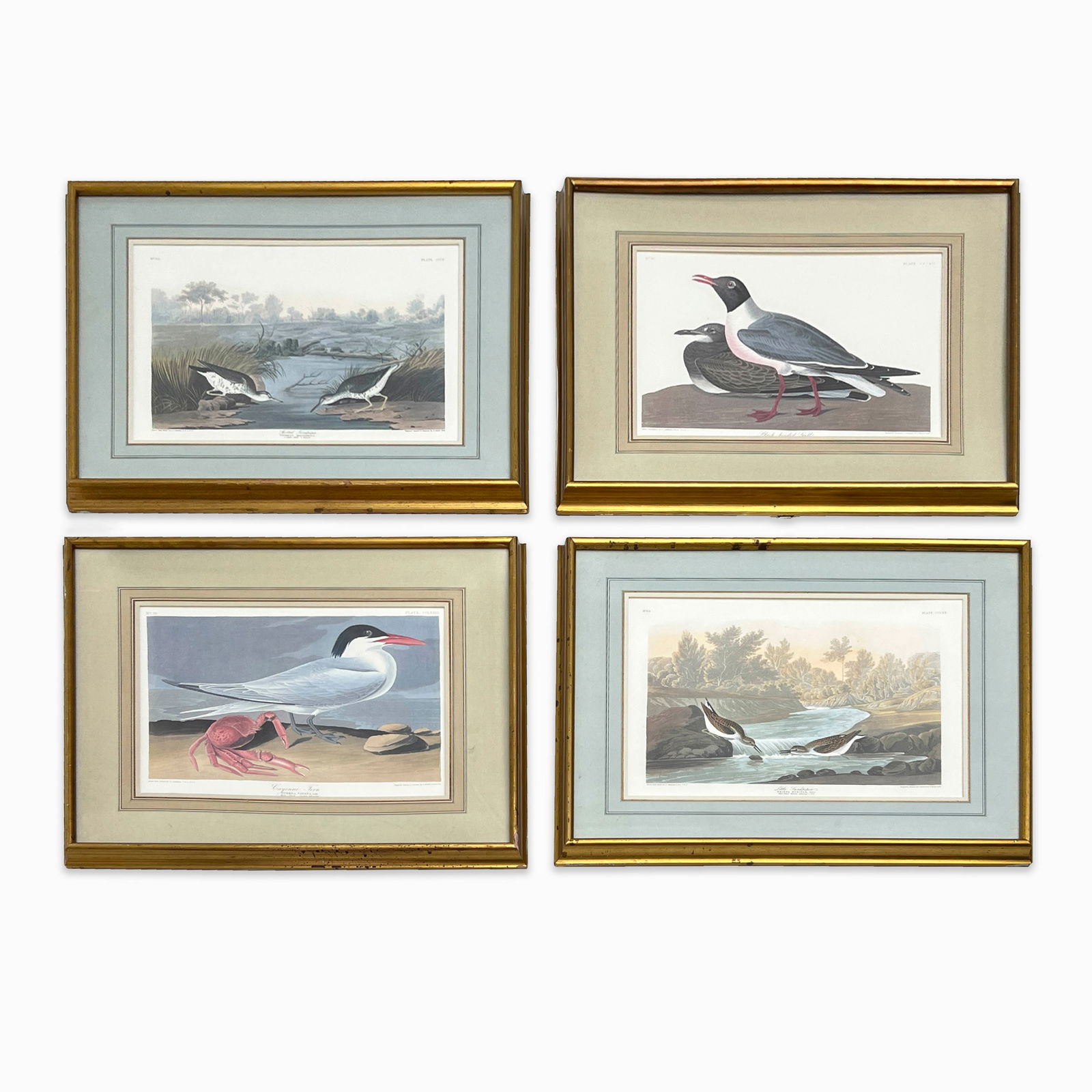 after John James Audubon - Sandpipers and other Birds, Group of 4 (1 of 2)