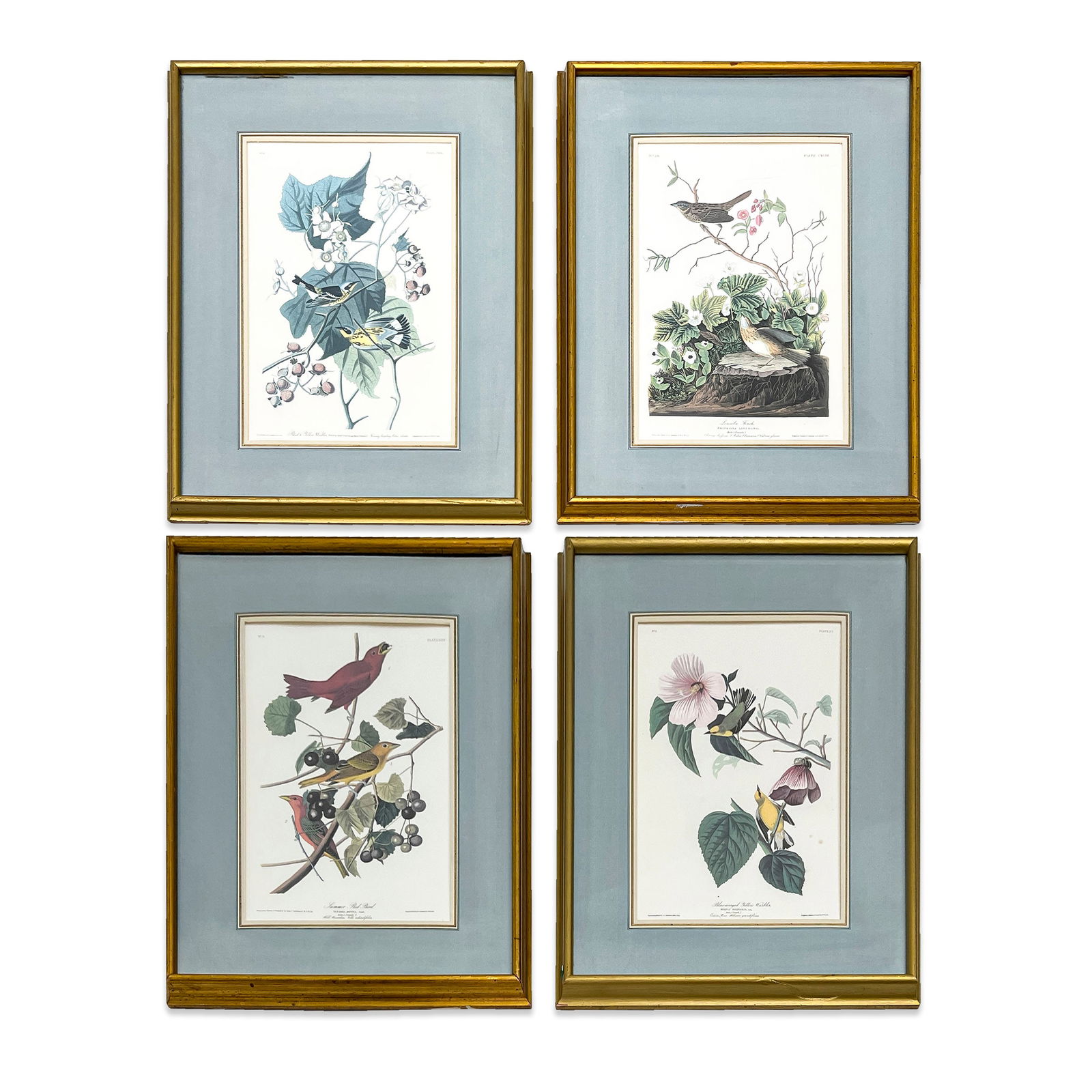 after John James Audubon - Warblers and other Birds, Group of 4 (1 of 2)