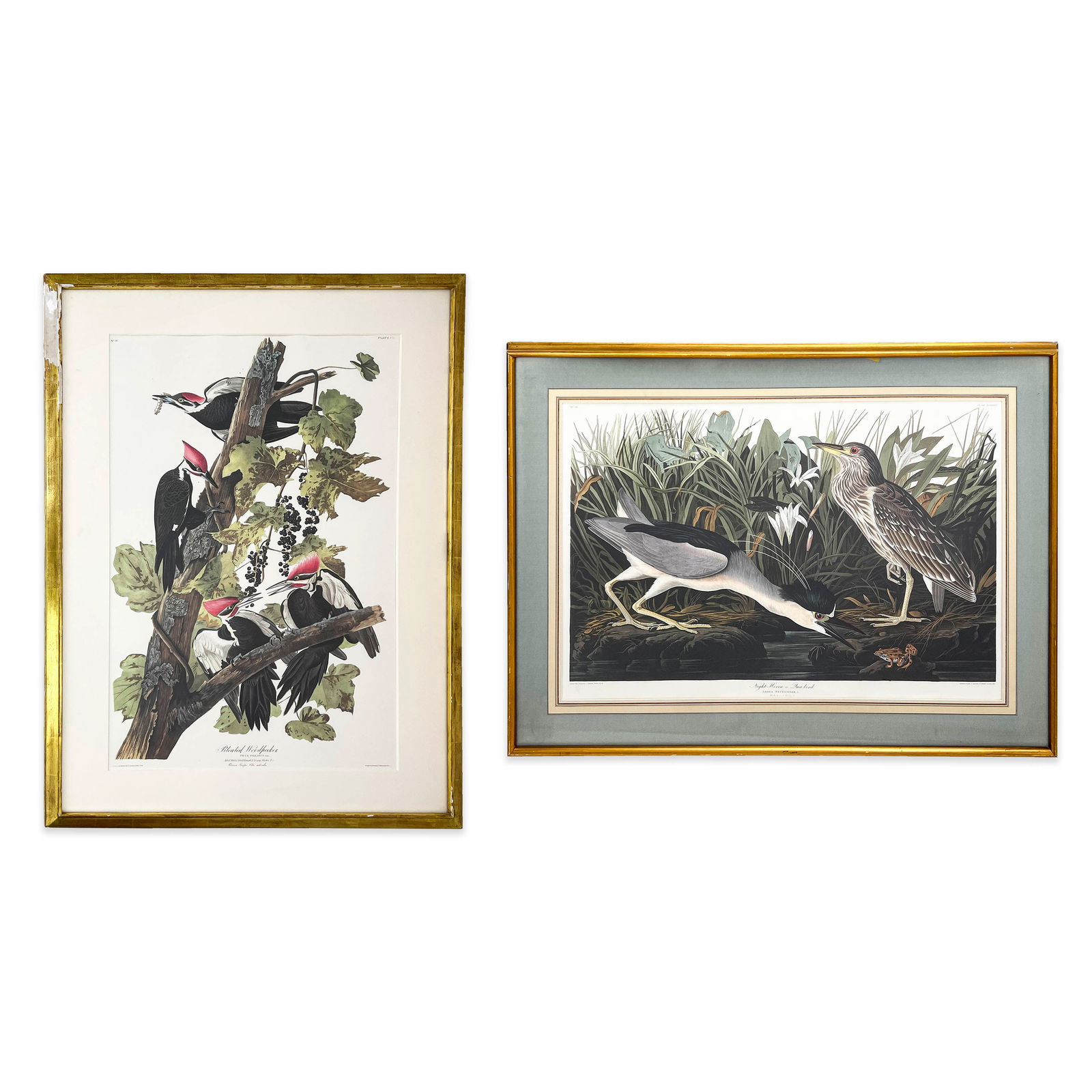 John James Audubon - Pileated Woodpecker / Night Heron, Group of 2 (1 of 5)