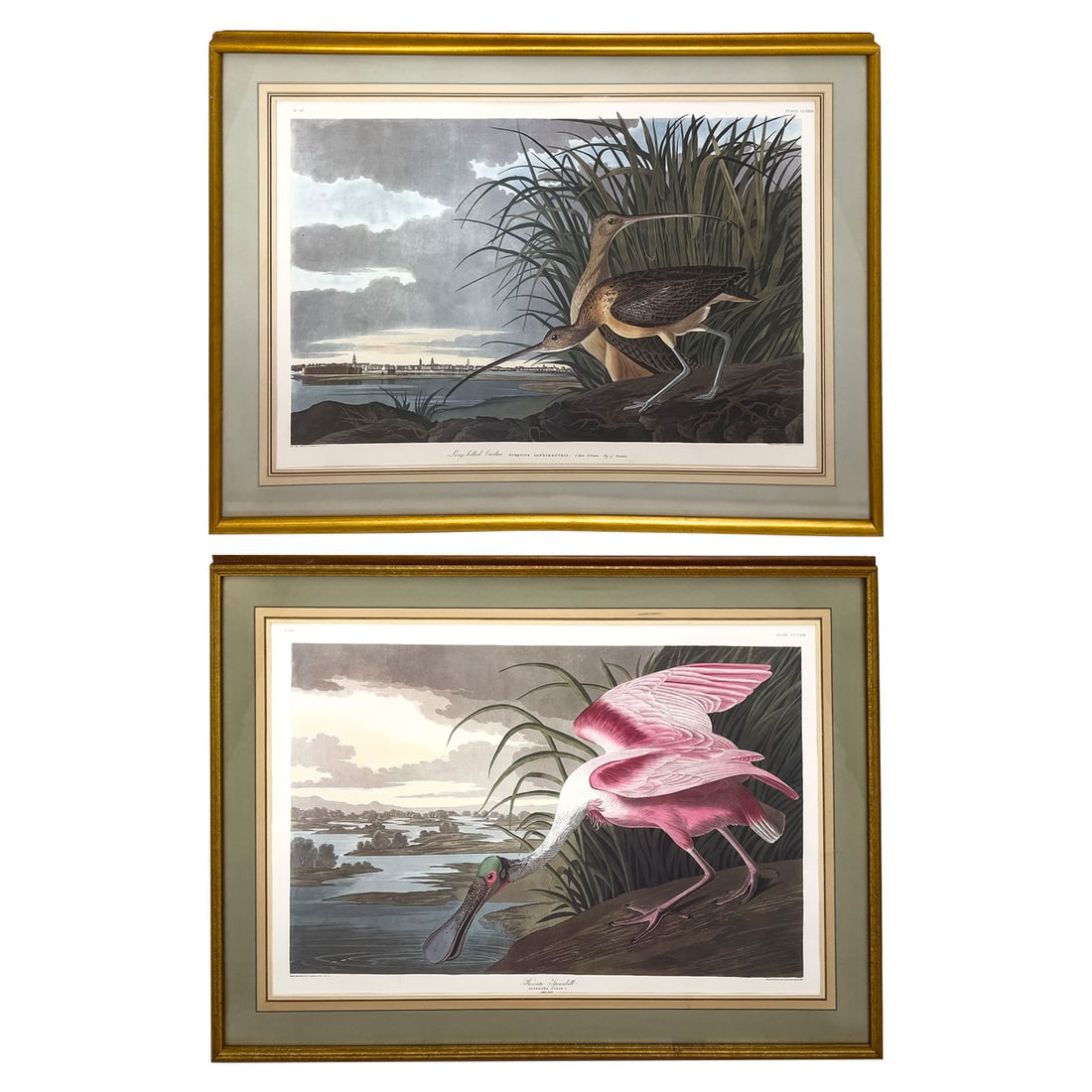 John James Audubon - Roseate Spoonbill / Long Billed Curlew (2 Works) (1 of 1)