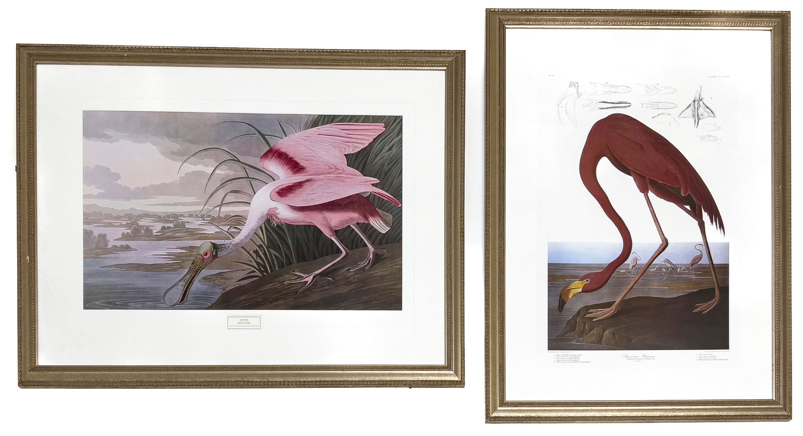 John James Audubon - Roseate Spoonbill / American Flamingo (2 Works) (1 of 3)