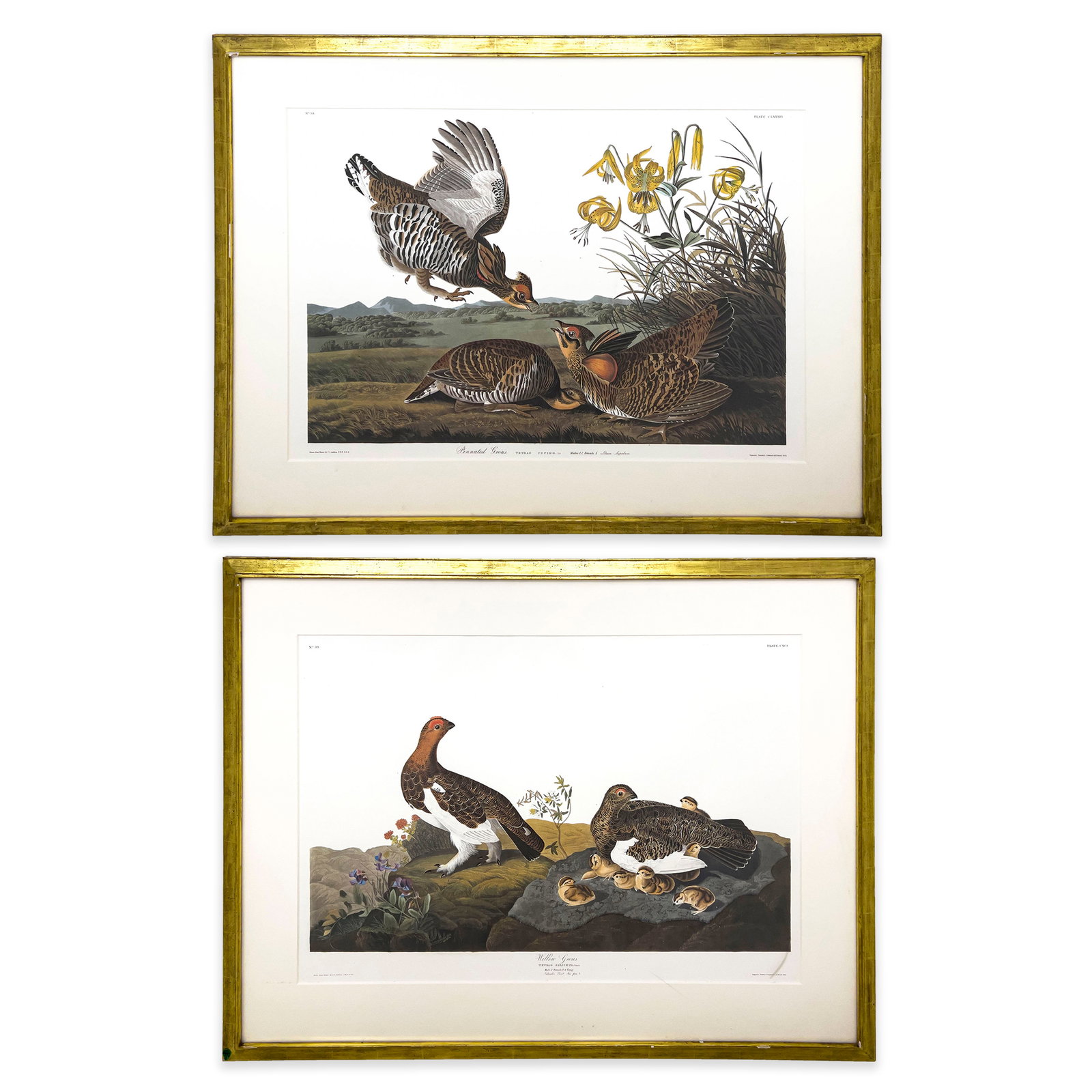 John James Audubon - Pinnated Grous / Willow Grous (2 Works) (1 of 1)