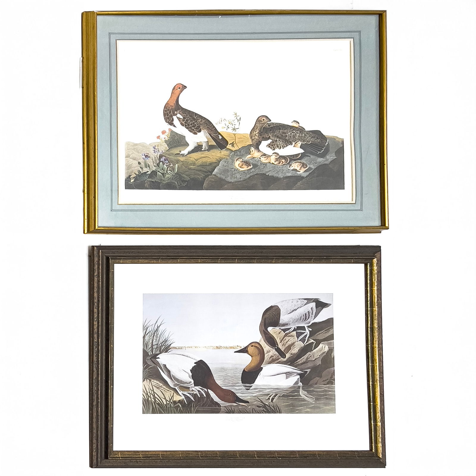 John James Audubon - Canvas Backed Duck / Willow Grous, 2 Works (1 of 1)