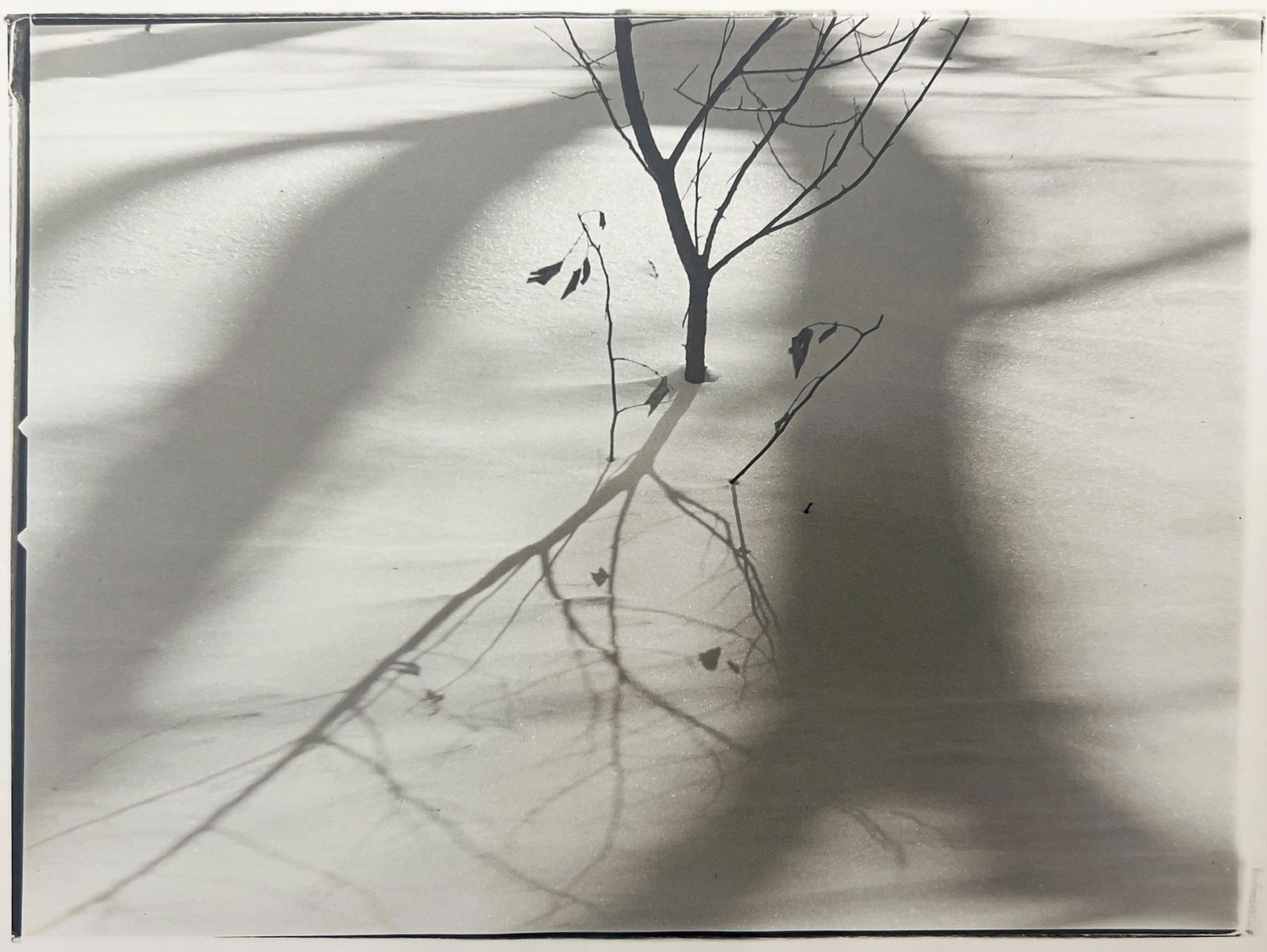 Ralph Steiner - Sapling in the Snow (1 of 3)