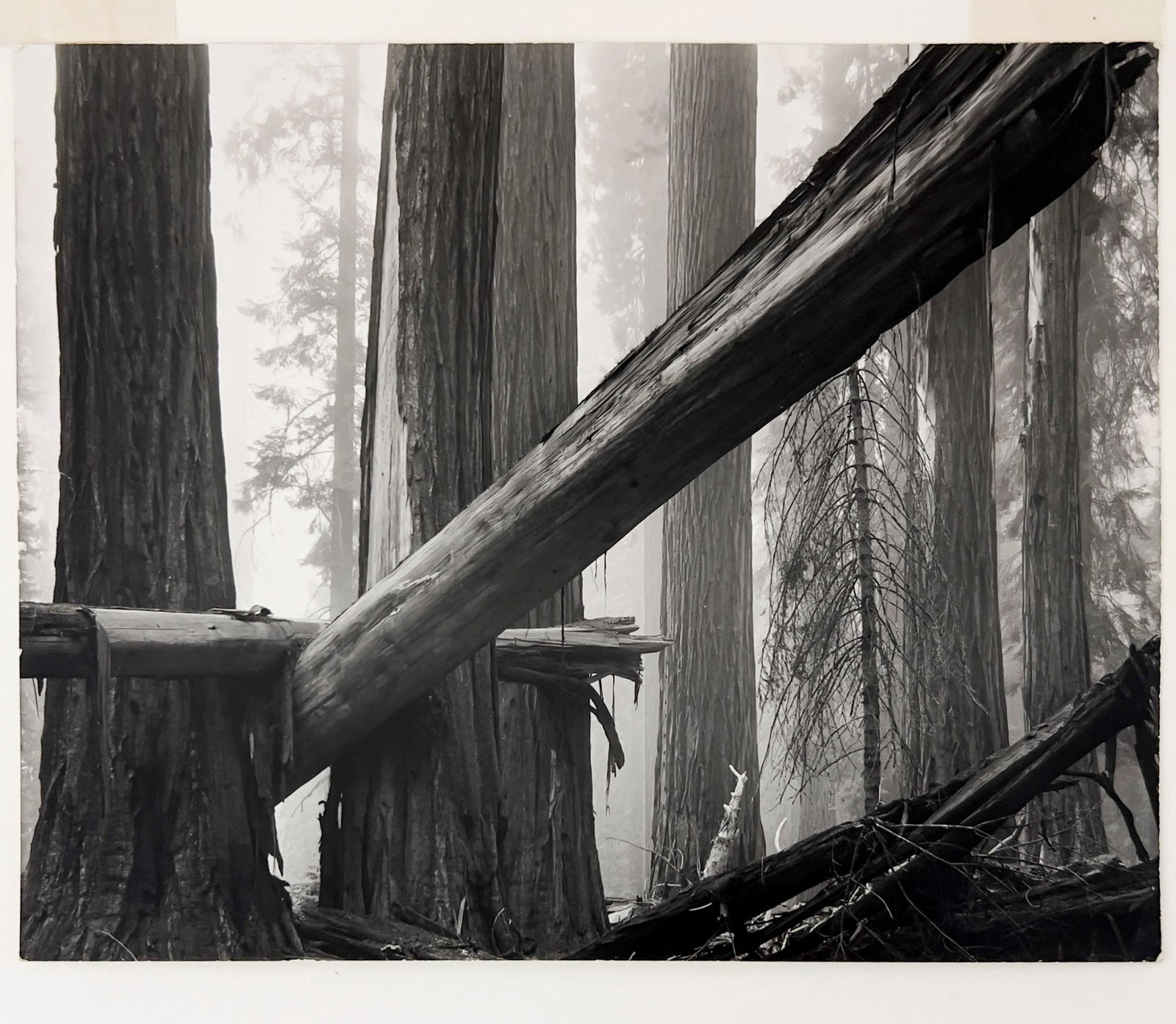 Bruce Barnbaum - Fallen Sequoias (1 of 4)