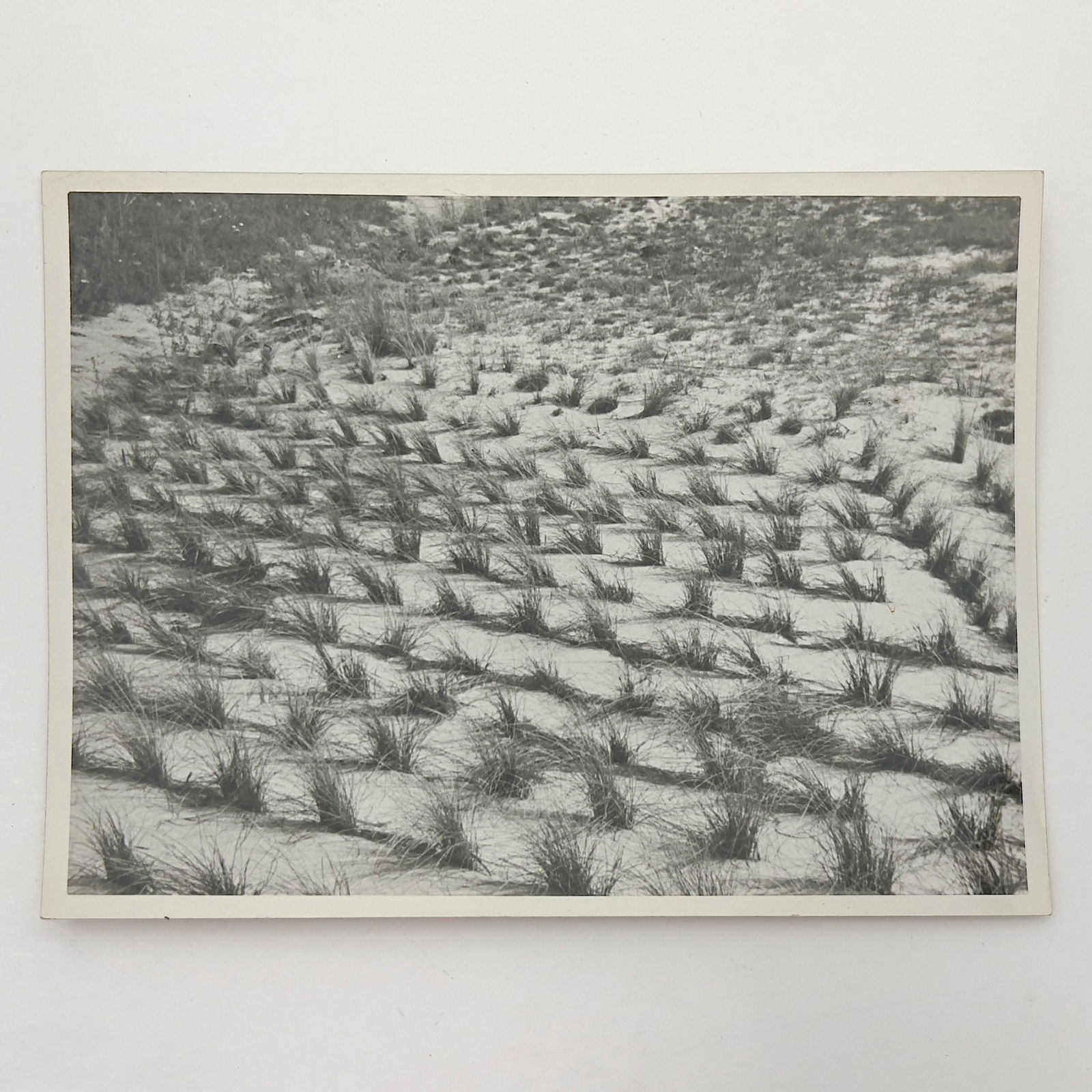 Erwin Blumenfeld - Untitled (Grasses) (1 of 2)