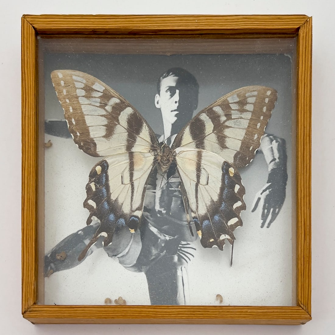 Paul Taylor - Tiger Swollowtail (Butterfly mounted Photograph) (1 of 2)