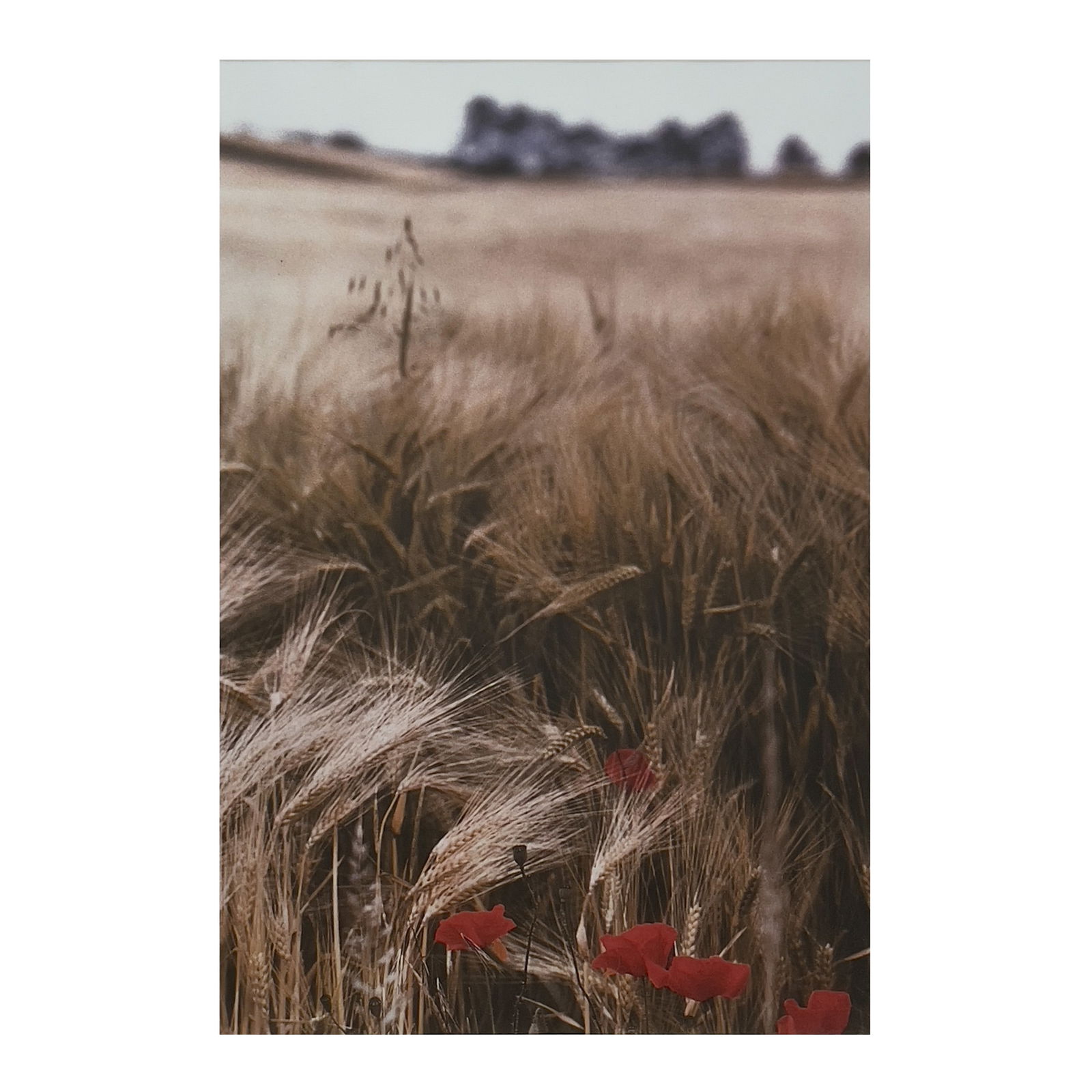 Ralph Gibson - Wheat Field, Burgundy (1 of 4)