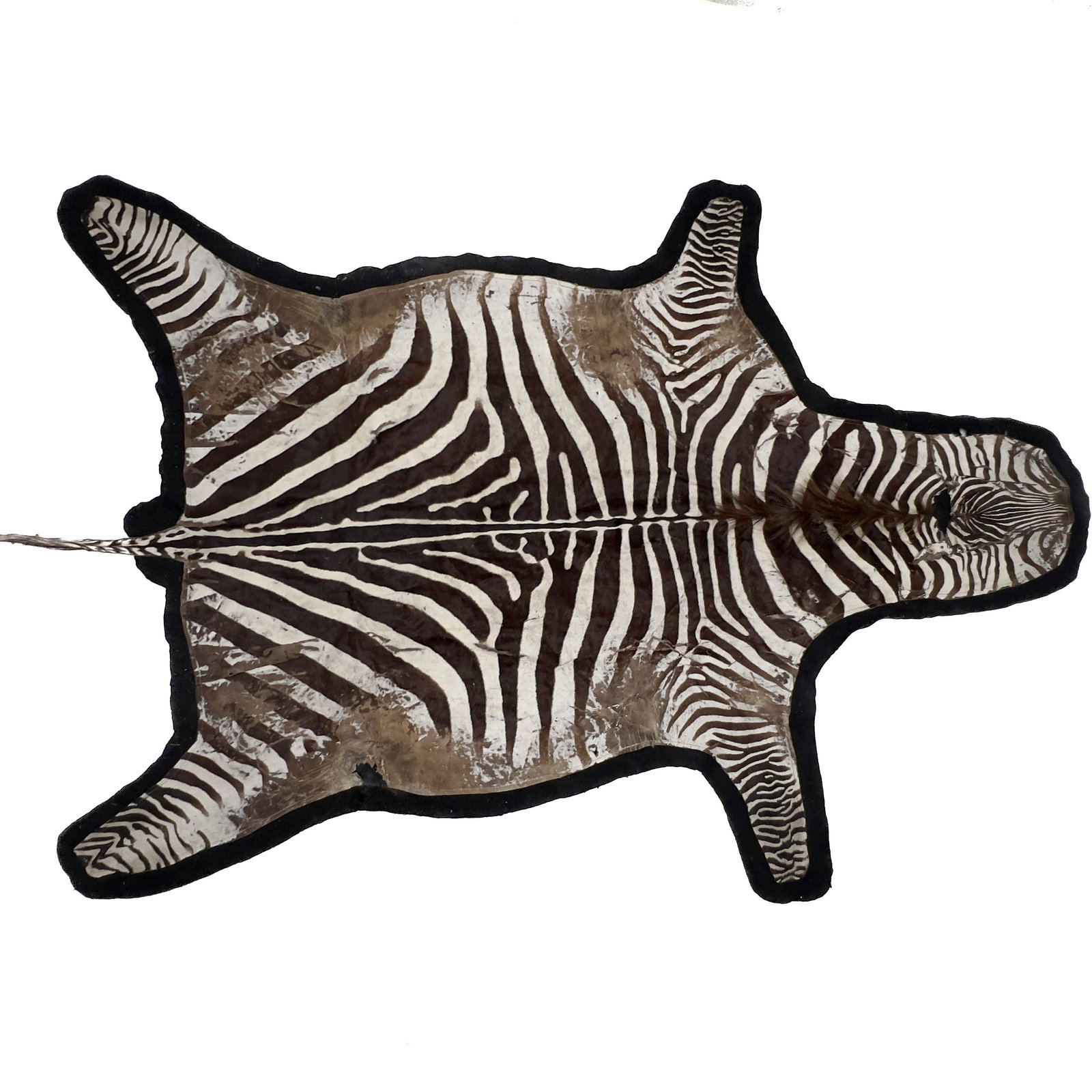 Zebra Hide Felt-Backed Rug: Lot 298 Zebra Hide Felt-Backed Rug (20th Century) Zebra hide, hair, felt, textile thread, adhesive 113 x 71 inches Description: A full sized African Burchell zebra taxidermy pelt rug retaining its