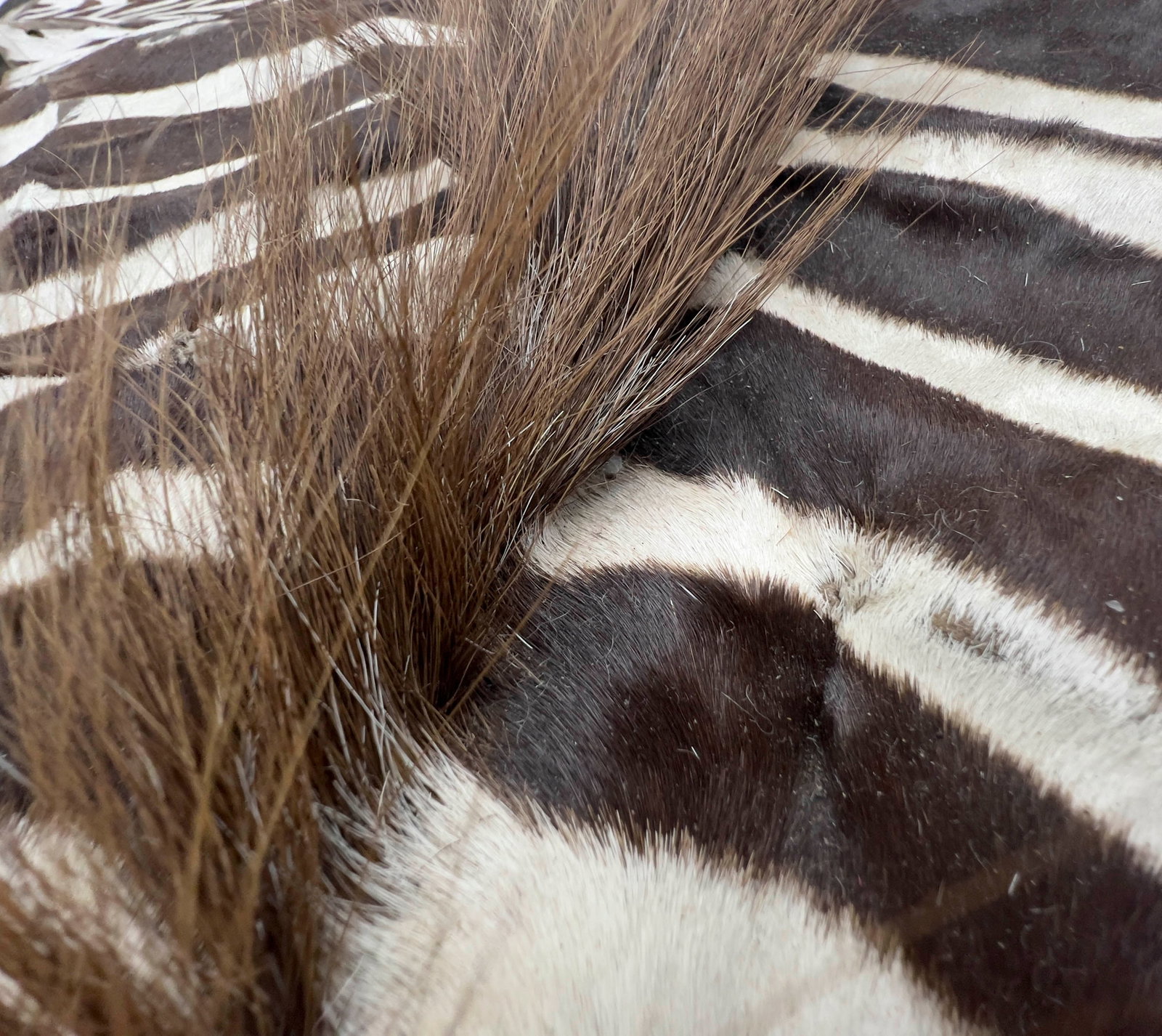 Zebra Hide Felt-Backed Rug - 2