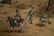 LANG SHINING, 4 QING HORSE SILK SCROLL PAINTINGS - 20