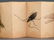 WATERCOLOR PAINTING OF INSECTS ALBUM - 12