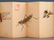 WATERCOLOR PAINTING OF INSECTS ALBUM - 14