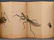 WATERCOLOR PAINTING OF INSECTS ALBUM - 9