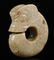 Hongshan Culture - Carved Jade Pig Dragon