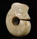 Hongshan Culture - Carved Jade Pig Dragon - 2