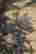 item-131831035=4