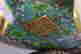 item-131831079=9