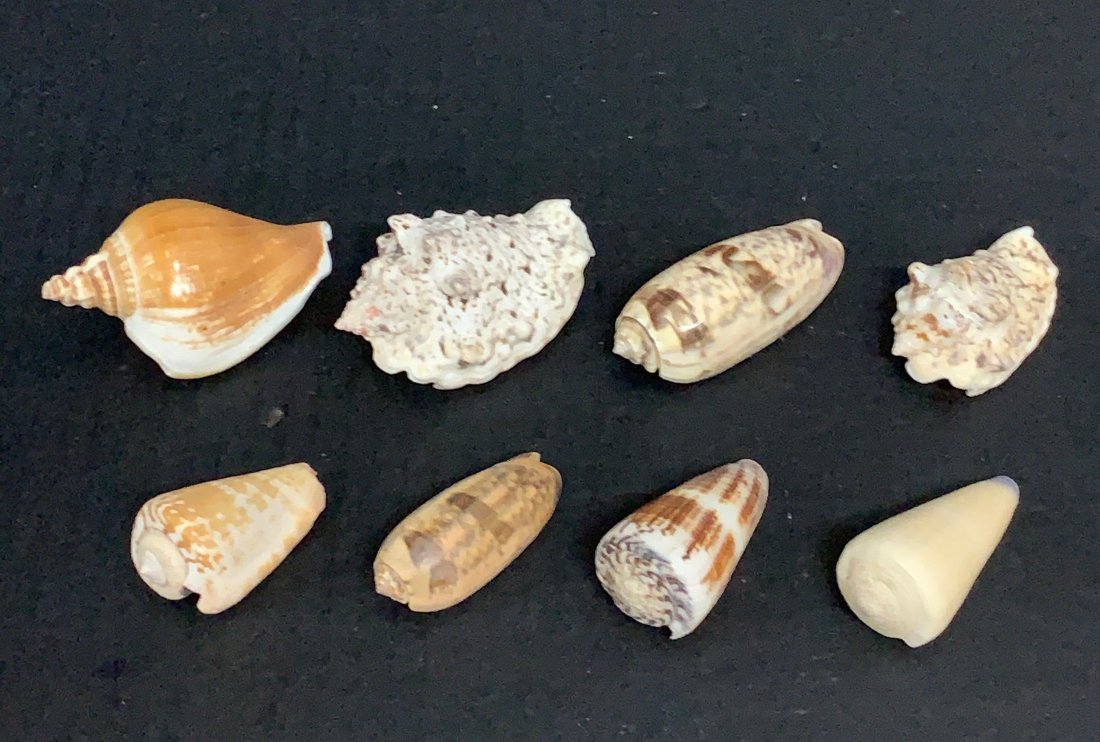 Assorted Philippine Seashell 8 Pcs. (1 of 8)
