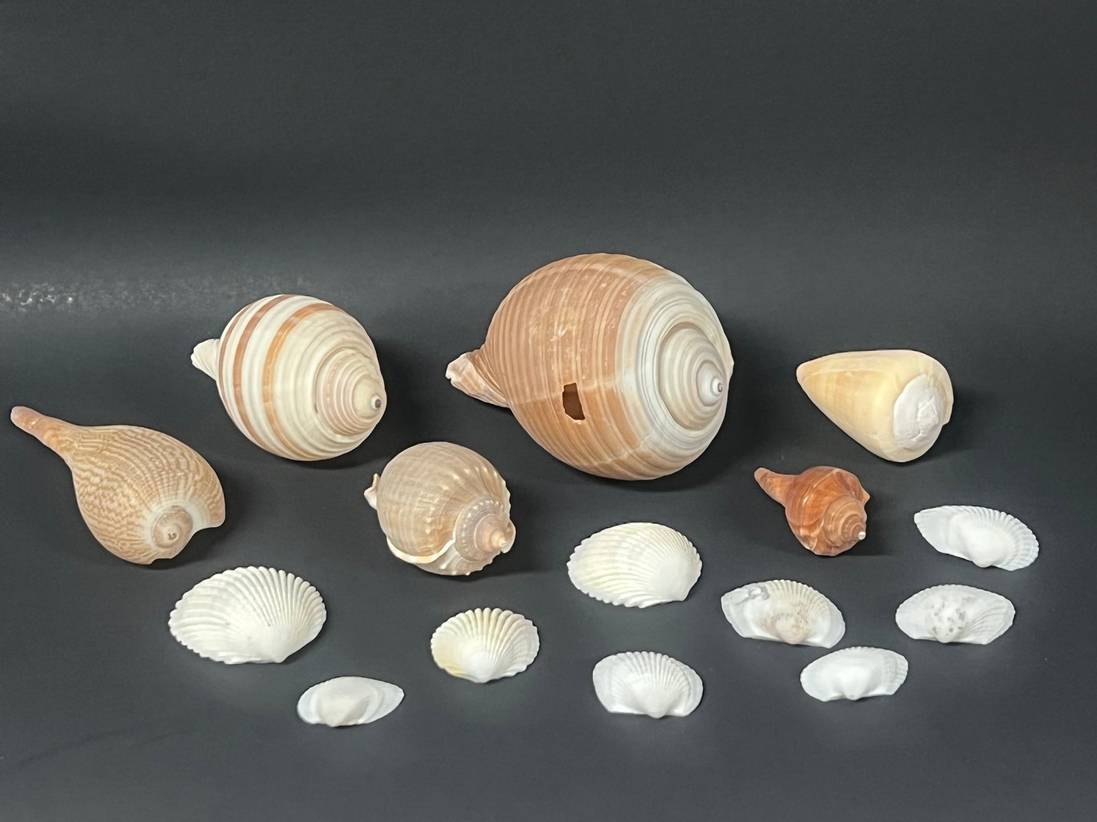 Assorted and Various Sizes Natural Ocean Seashell 15 Pcs.: Assorted and Various Sizes Natural Ocean Seashell 15 Pcs.. The dimension is from 2 inches to 4 inches. Please be aware that some of the items are vintage, secondhand, old ages, antiques and may have a