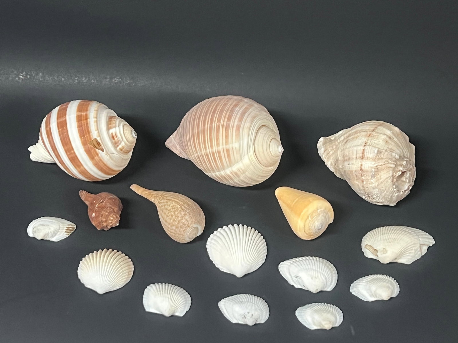 Assorted and Various Sizes Natural Ocean Seashell 15 Pcs.: Assorted and Various Sizes Natural Ocean Seashell 15 Pcs.. The dimension is from 2 inches to 4 inches. Please be aware that some of the items are vintage, secondhand, old ages, antiques and may have a