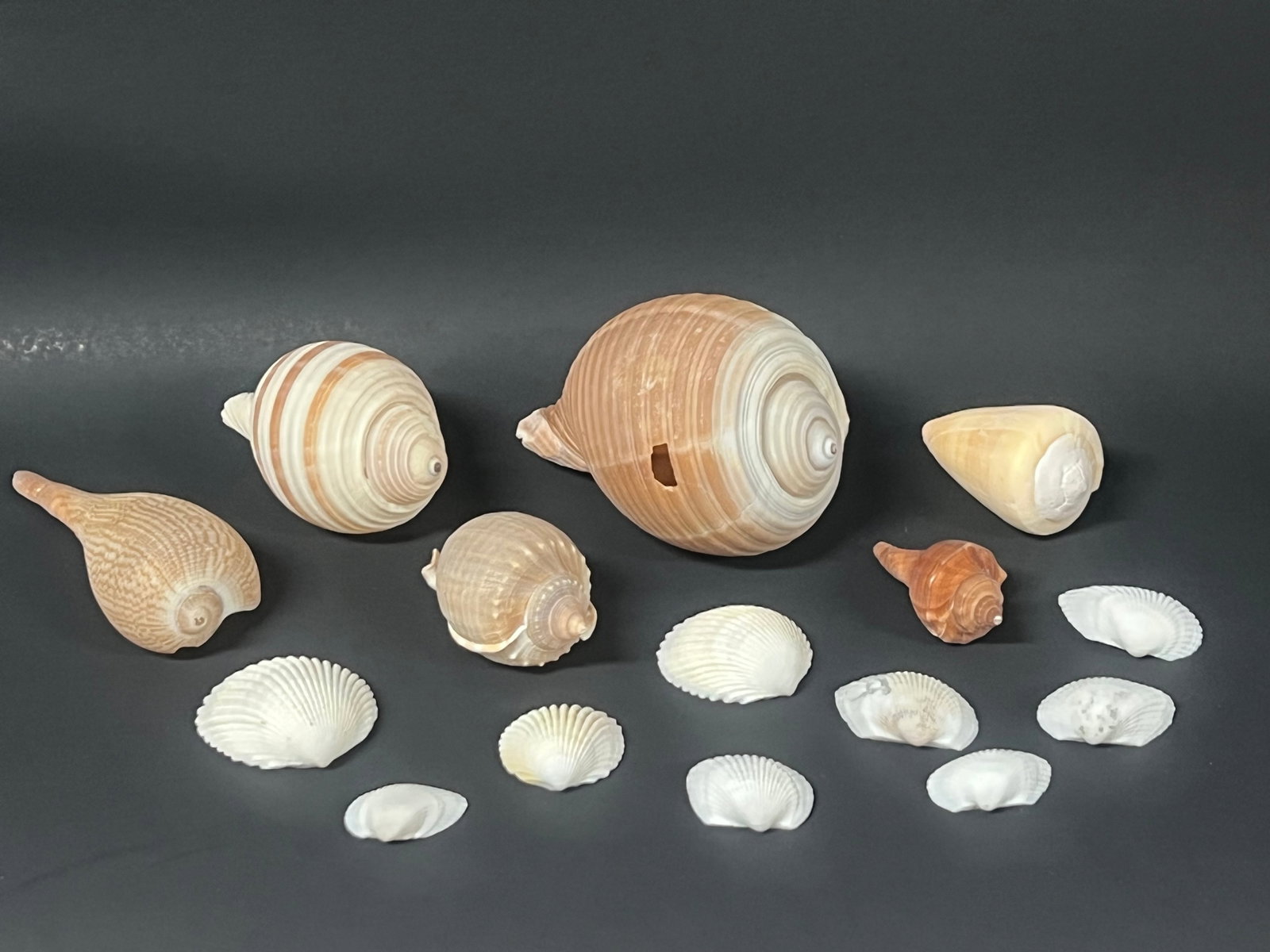 Assorted Seashells 15 Pcs.: Assorted Seashells 15 Pcs.. The dimension is from 2 to 4 inches wide. Please be aware that some of the items are vintage, secondhand, old ages, antiques and may have a defects or sign of ages, However