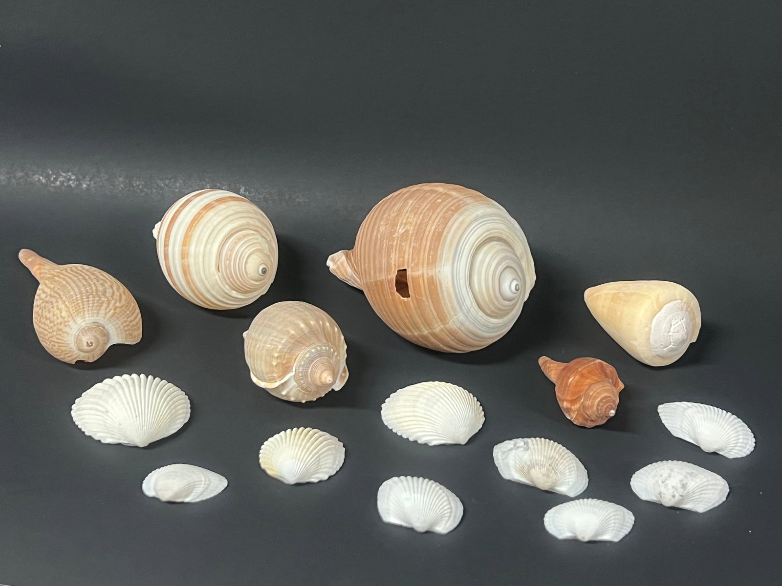 Assorted Seashells 15 Pcs. - 2