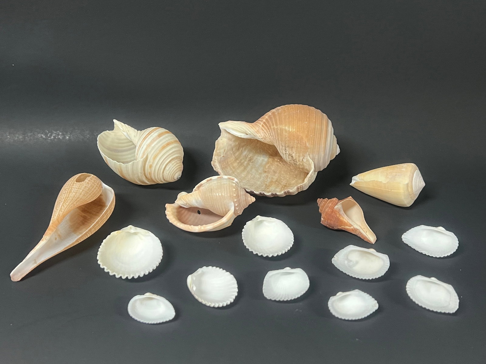 Assorted Seashells 15 Pcs. - 3