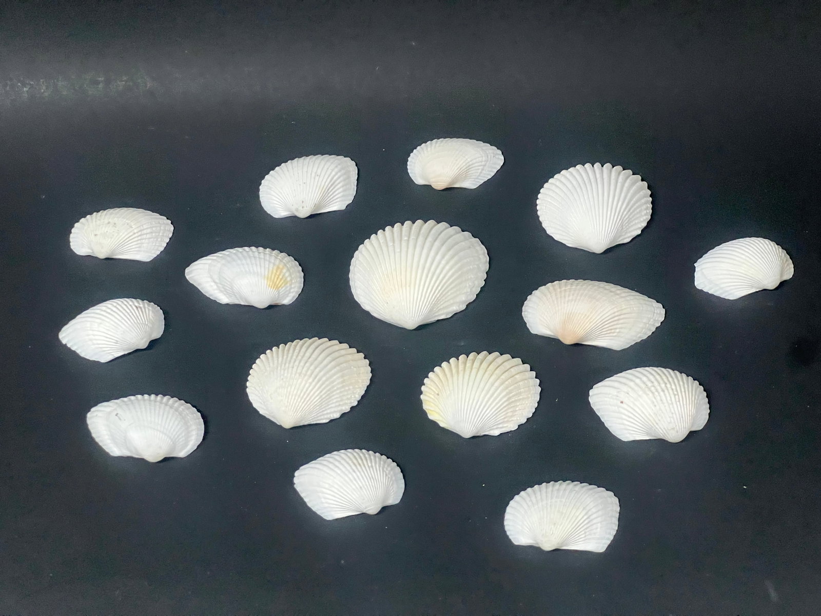 Assorted Seashells 15 Pcs.: Assorted Seashells 15 Pcs.. The dimension is from 2 to 4 inches. Please be aware that some of the items are vintage, secondhand, old ages, antiques and may have a defects or sign of ages, However we s