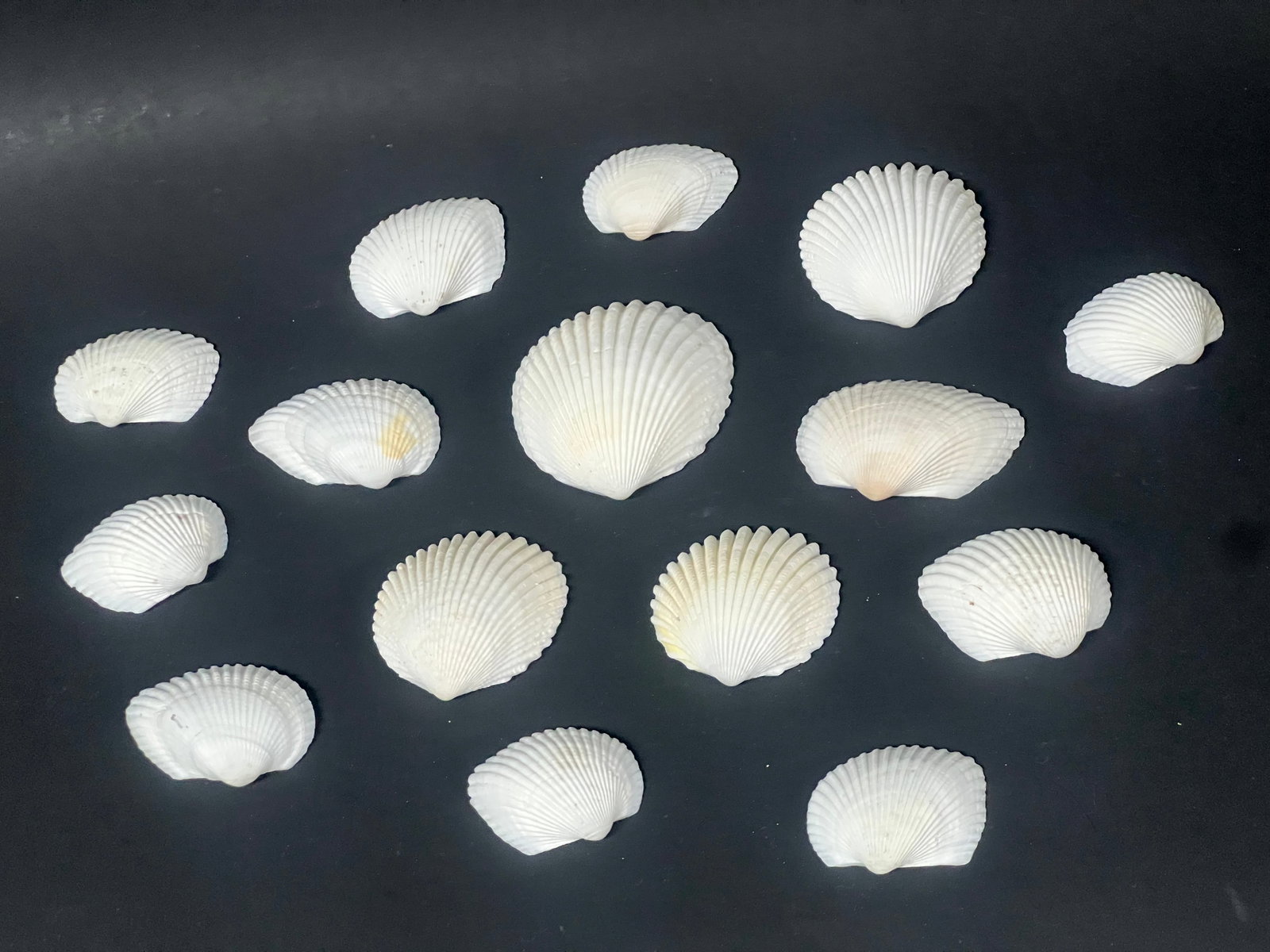Assorted Seashells 15 Pcs. - 2