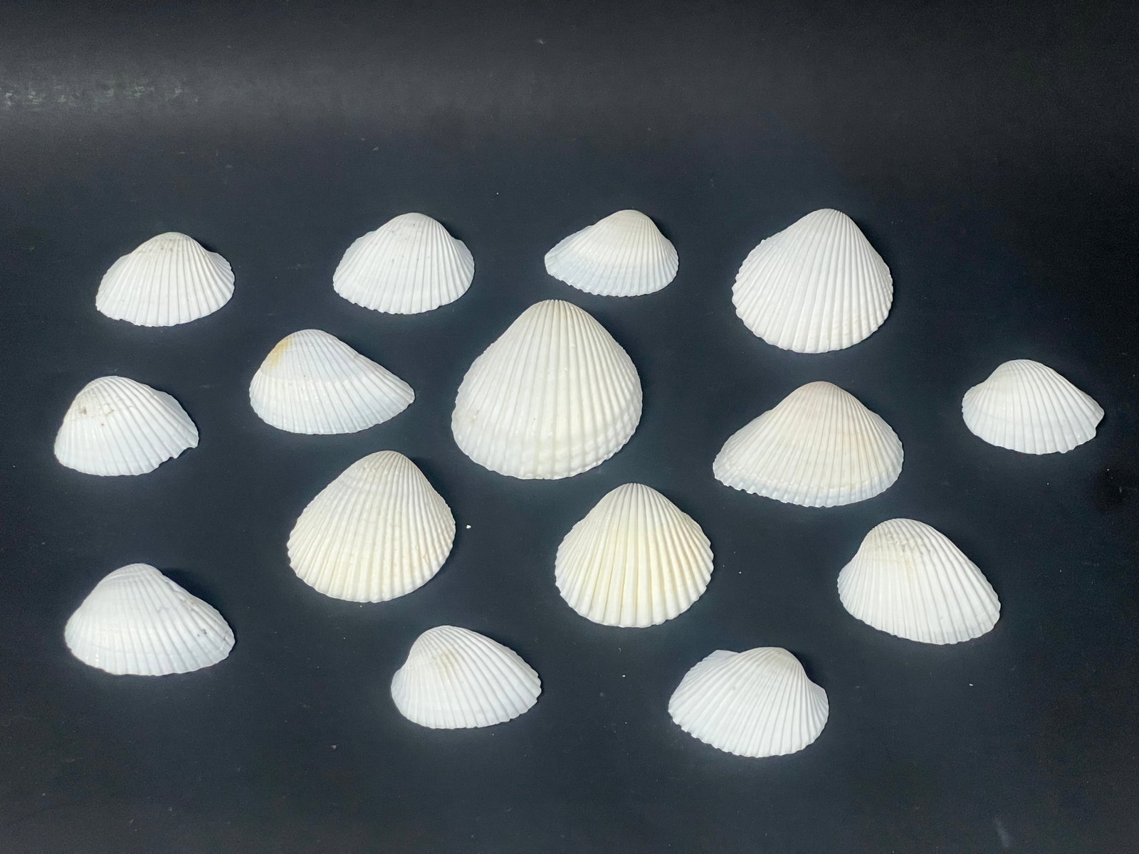 Assorted Seashells 15 Pcs. - 3