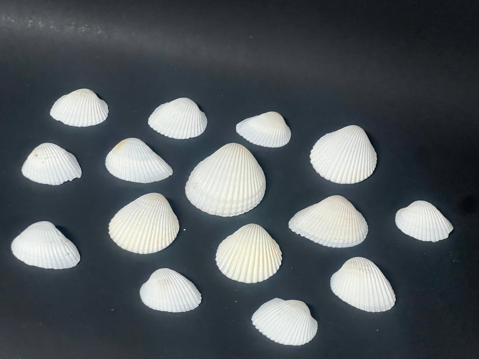 Assorted Seashells 15 Pcs. - 4