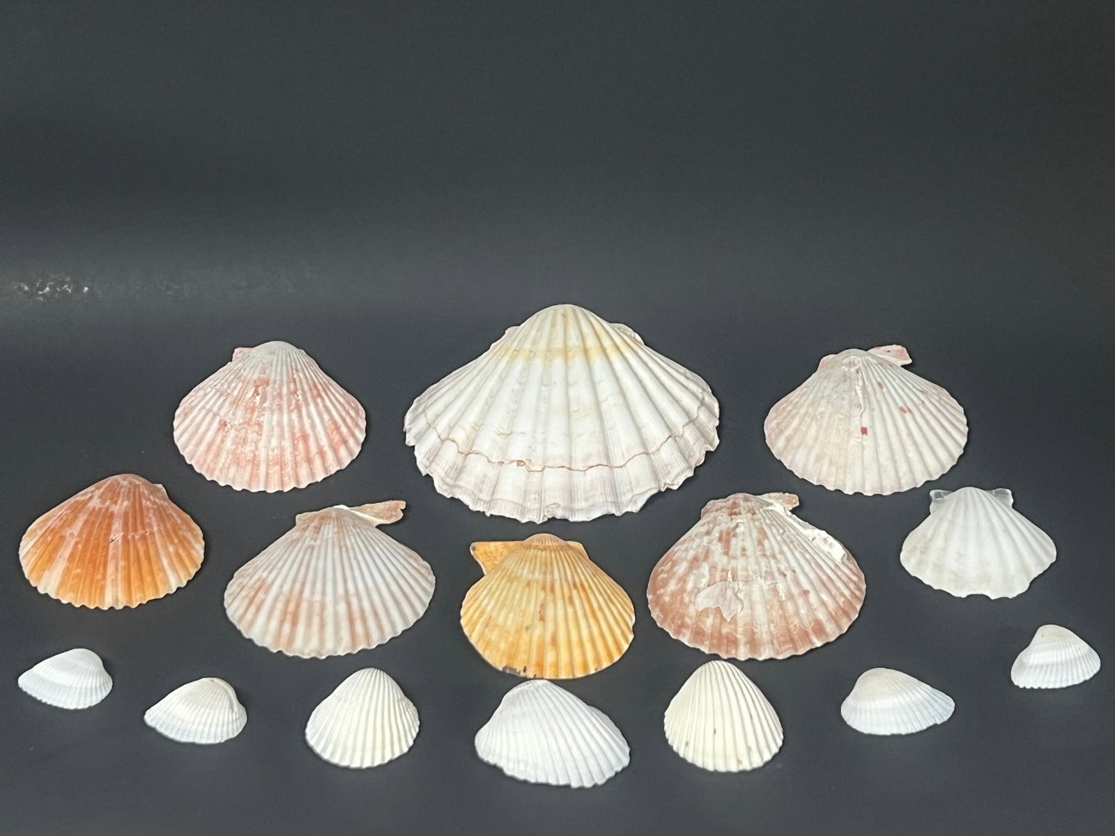 Assorted Seashells 15 Pcs.: Assorted Seashells 15 Pcs.. The dimension is from 2 to 4 inches. Please be aware that some of the items are vintage, secondhand, old ages, antiques and may have a defects or sign of ages, However we s