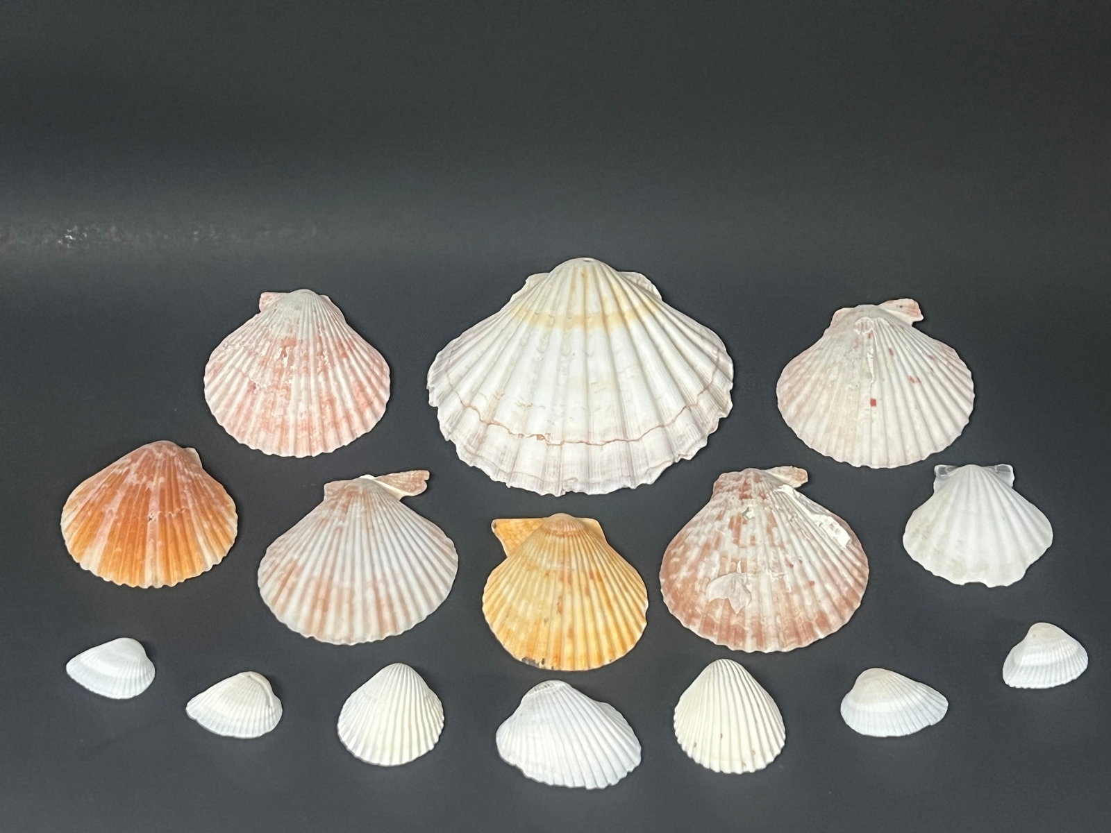 Assorted Seashells 15 Pcs. - 2