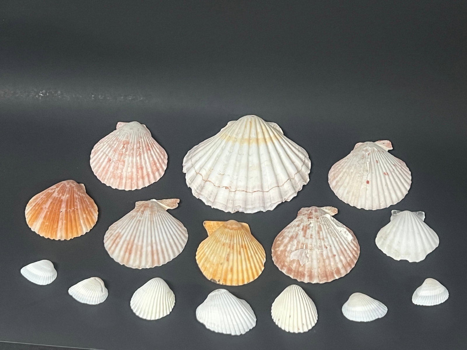 Assorted Seashells 15 Pcs. - 3