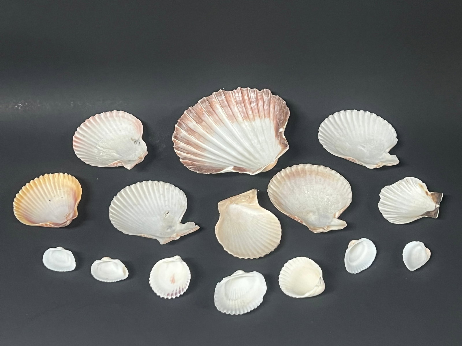 Assorted Seashells 15 Pcs. - 4