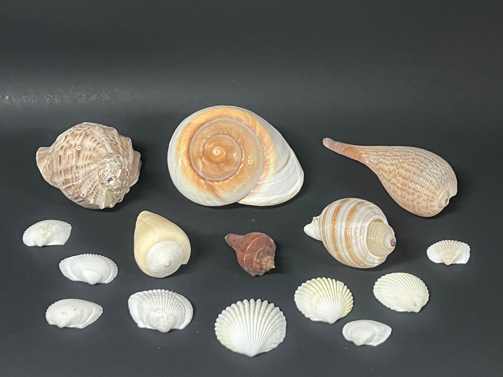 Assorted Seashells 15 Pcs.: Assorted Seashells 15 Pcs.. The dimension is from 2 to 4 inches . Please be aware that some of the items are vintage, secondhand, old ages, antiques and may have a defects or sign of ages, However we 