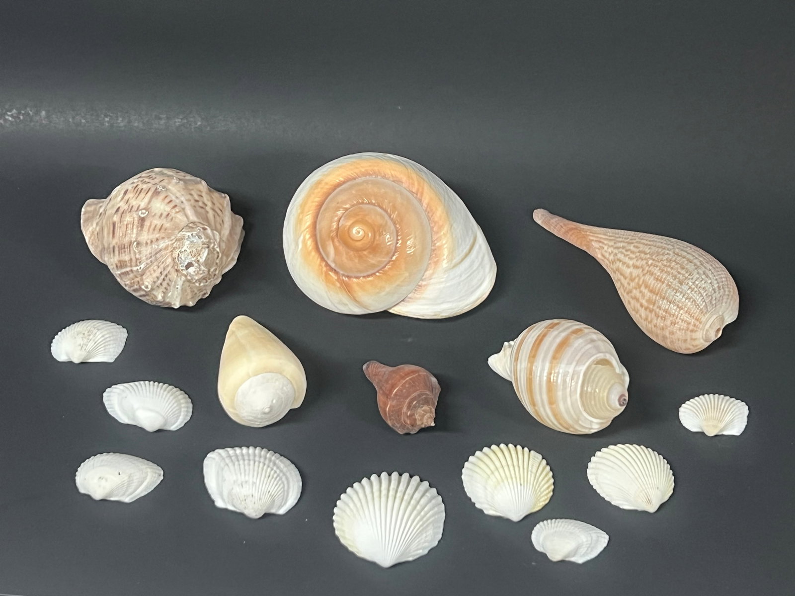 Assorted Seashells 15 Pcs. - 2