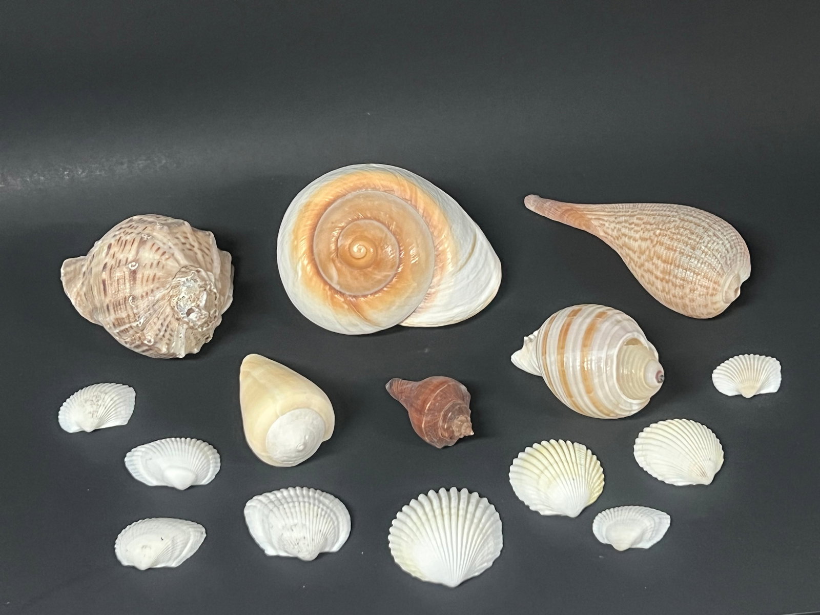 Assorted Seashells 15 Pcs. - 3