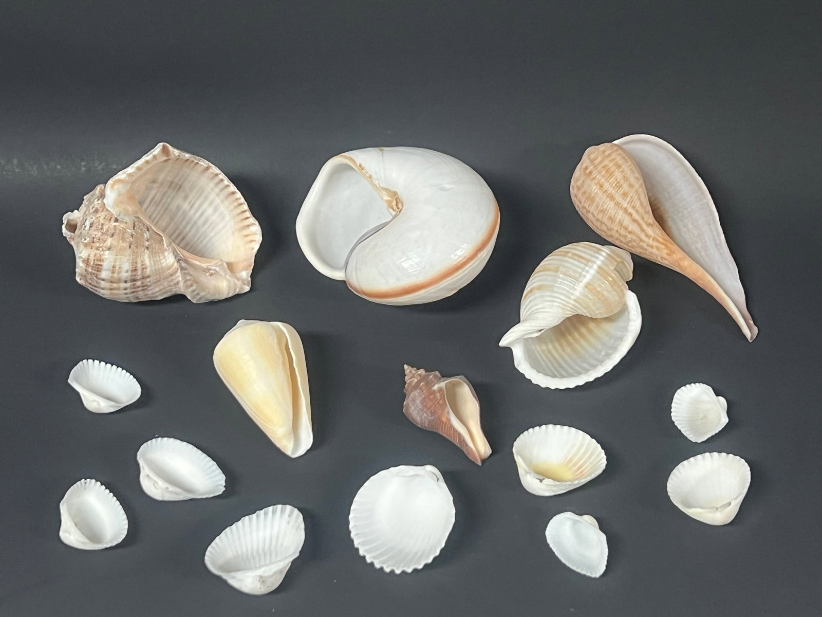 Assorted Seashells 15 Pcs. - 4