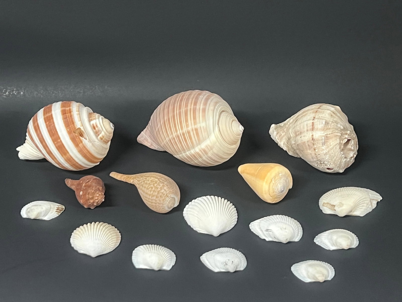 Assorted Seashells 15 Pcs.: Assorted Seashells 15 Pcs.. The dimension is from 2 to 4 inches wide. Please be aware that some of the items are vintage, secondhand, old ages, antiques and may have a defects or sign of ages, However