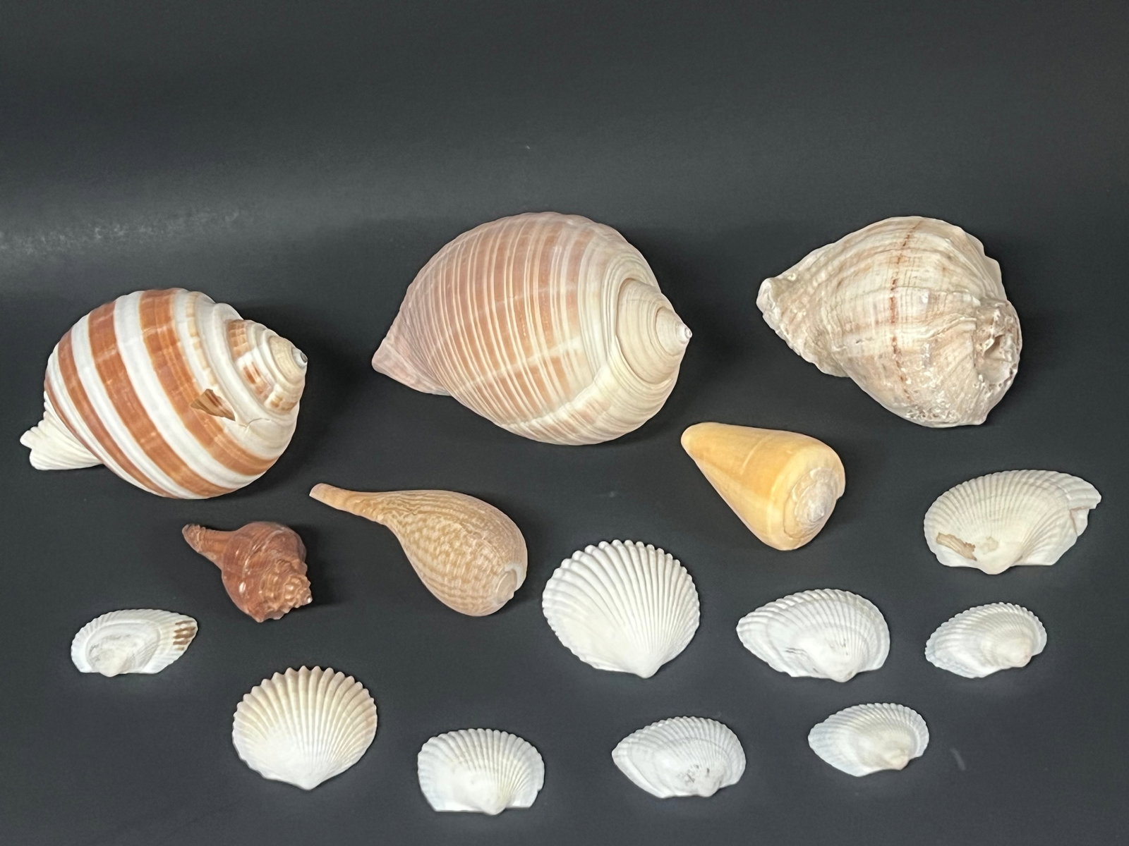 Assorted Seashells 15 Pcs. - 2